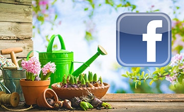 FB